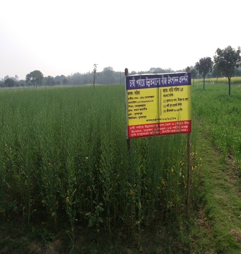 জাত: বারি সরিষা-১৫