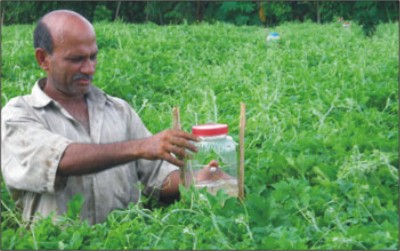 কুমড়া ফসলের  মাছি পোকা দমনে করনীয়