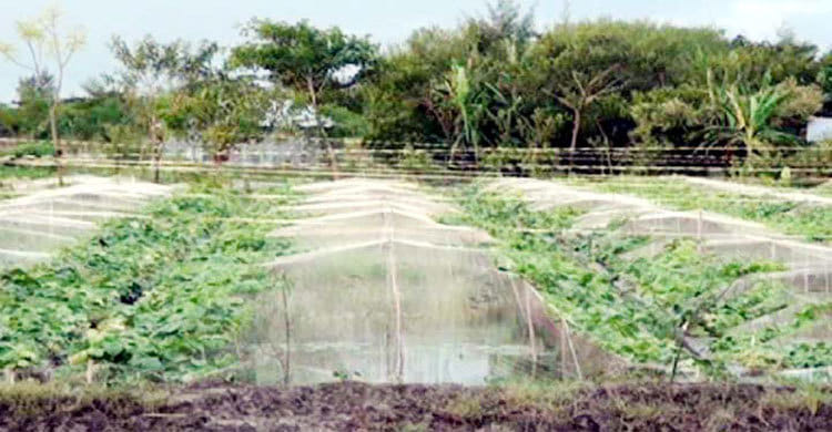 সর্জান পদ্ধতি