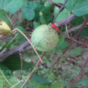 তুলার লাল গান্ধি পোকা