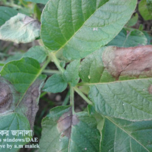 আলুর নাবী ধ্বসা রোগ