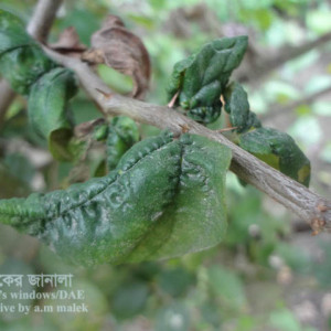 কুলের মাকড়
