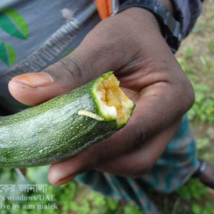 স্কোয়াশের মাছি পোকা