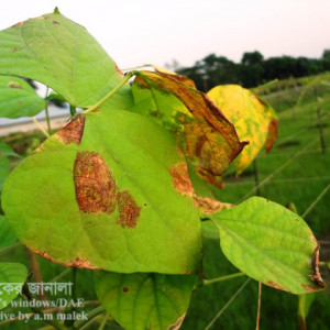 শিমের মরিচা রোগ