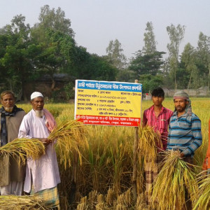 রোপা আমন ধানের নমুনা শস্য কর্তন