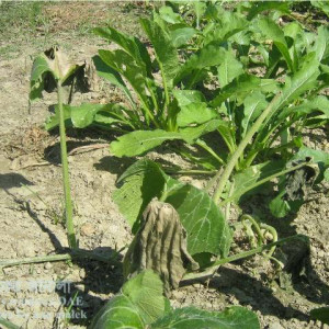 মিষ্টি কুমড়ার ঢলেপড়া রোগ