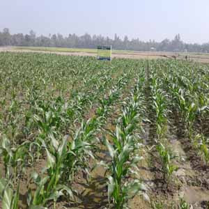 মোয়াজ্জেম হোসেন