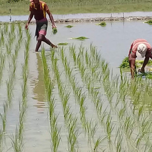 লাইন লোগো পদ্বতি