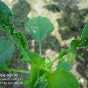 ডাটার পাতামোড়ানো পোকা