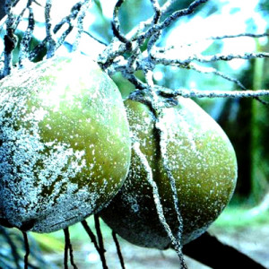 নারিকেলের স্কেল পোকা