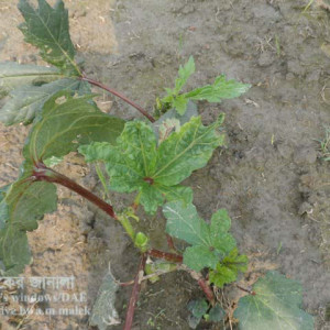 ঢেঁড়শের জেসিড পোকা