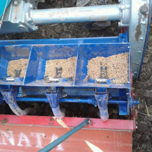 সিড্রার