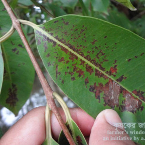 জামের পাতার দাগ রোগ